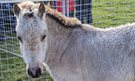 RSPCA Cymru appeal for owner following concerns of pony at common