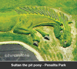 Sultan the pit pony - Penallta Park