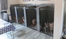 Fleur de Lis couple sentenced for illegal dog breeding and animal welfare offences