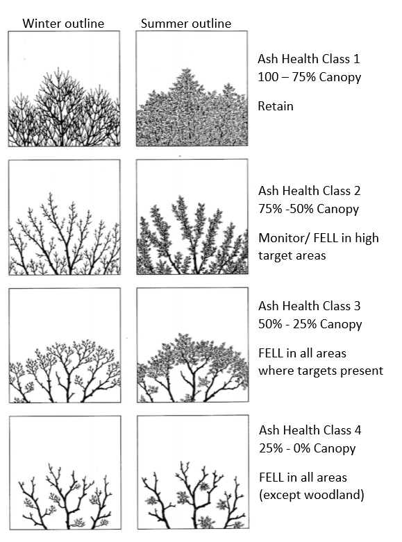 Disease in ash trees