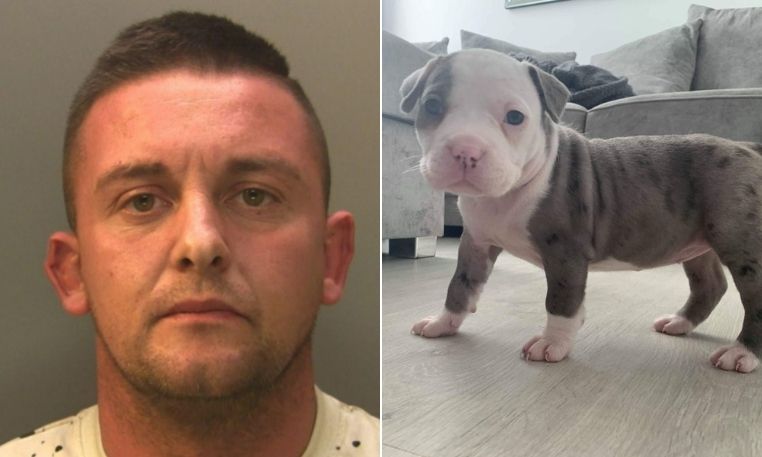 Prison sentence for unlicensed Caerphilly dog breeder