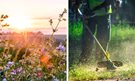 Caerphilly grass cutting regime promotes biodiversity
