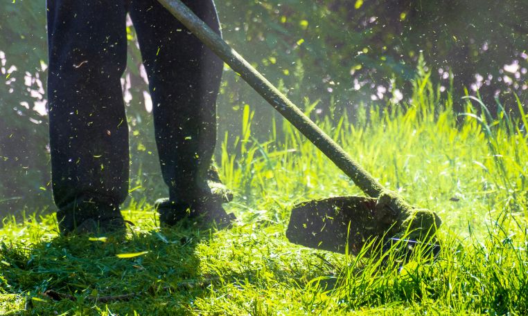 Caerphilly grass cutting regime endorsed to promote biodiversity