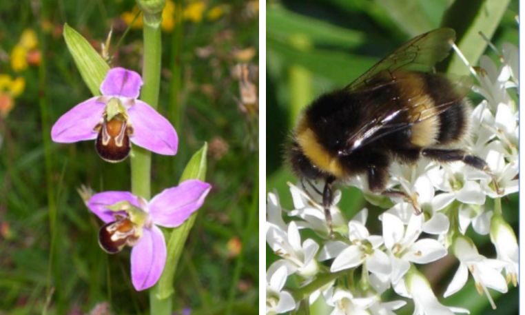 Council’s efforts to enhance biodiversity in Caerphilly
